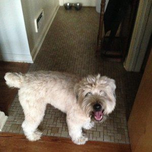 Meet your Posher, Trudy